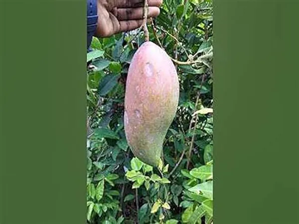 Rare_Thai_Vairety_King_Of_Chakapat_(Original)_Mango_Plant_&_Tree_(Pack_of_1)_Plant_Size_1-1.5_Ft(Hybrid,_Pack_of_1)