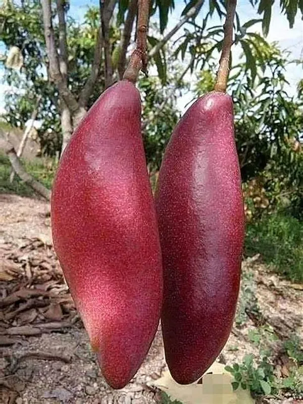 Rare_Thai_Vairety_King_Of_Chakapat_(Original)_Mango_Plant_&_Tree_(Pack_of_1)_Plant_Size_1-1.5_Ft(Hybrid,_Pack_of_1)