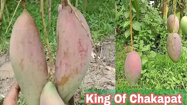 Rare_Thai_Vairety_King_Of_Chakapat_(Original)_Mango_Plant_&_Tree_(Pack_of_1)_Plant_Size_1-1.5_Ft(Hybrid,_Pack_of_1)