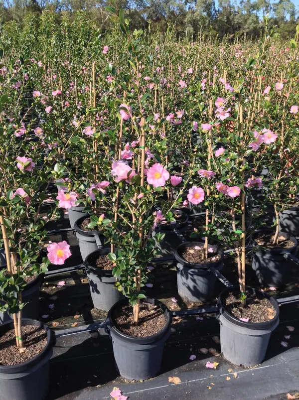 Cameliia_(Sasanqua)_Pink_Flowering_Plant_(1.5-2_Ft_Size)_For_Shrub/Bush/Home_Gardening_Japanese_Cameliia_Flower_Outdoor_Plant_(Pack_Of_1)