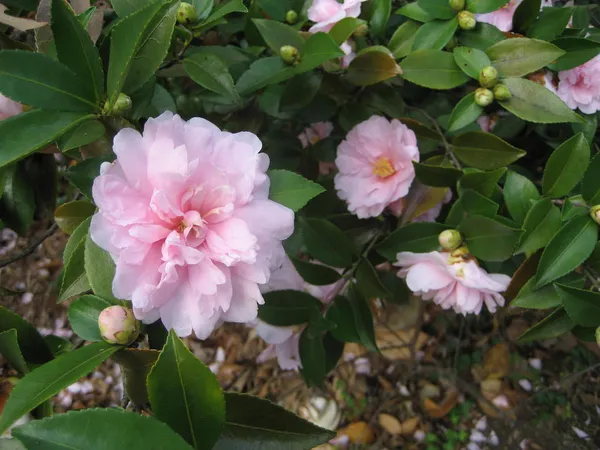 Cameliia_(Sasanqua)_Pink_Flowering_Plant_(1.5-2_Ft_Size)_For_Shrub/Bush/Home_Gardening_Japanese_Cameliia_Flower_Outdoor_Plant_(Pack_Of_1)