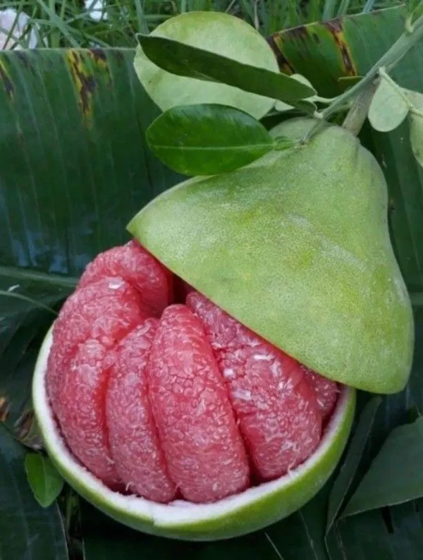 Sweet_Pomelo_Citrus"_KAMBILI_NARANGA"_-_High_Yield"Batabi_Lemon"_Grafted_Fruit_1_Plant_with_a_Polybag