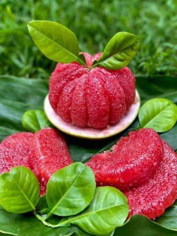 Sweet_Pomelo_Citrus"_KAMBILI_NARANGA"_-_High_Yield"Batabi_Lemon"_Grafted_Fruit_1_Plant_with_a_Polybag