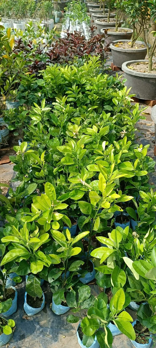 Sweet_Pomelo_Citrus"_KAMBILI_NARANGA"_-_High_Yield"Batabi_Lemon"_Grafted_Fruit_1_Plant_with_a_Polybag