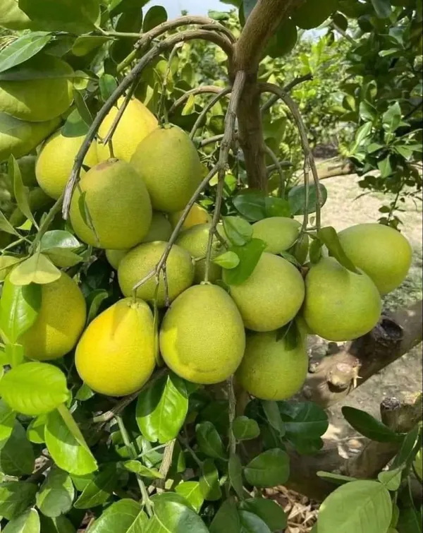 Sweet_Pomelo_Citrus"_KAMBILI_NARANGA"_-_High_Yield"Batabi_Lemon"_Grafted_Fruit_1_Plant_with_a_Polybag
