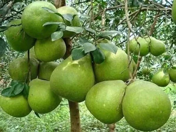 Sweet_Pomelo_Citrus"_KAMBILI_NARANGA"_-_High_Yield"Batabi_Lemon"_Grafted_Fruit_1_Plant_with_a_Polybag