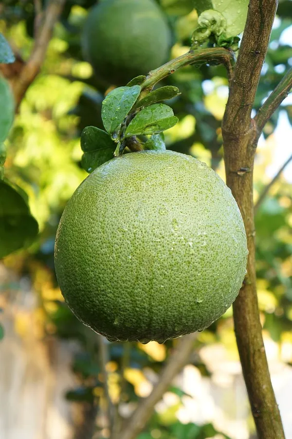 Sweet_Pomelo_Citrus"_KAMBILI_NARANGA"_-_High_Yield"Batabi_Lemon"_Grafted_Fruit_1_Plant_with_a_Polybag