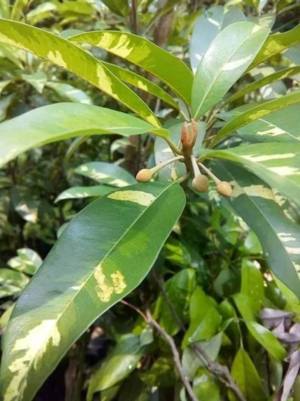 Thai_Variegated_Chikoo_Chiku_Sapota_Sweet_Pouteria_Plant_(Grafted_)_(Pack_of_1)