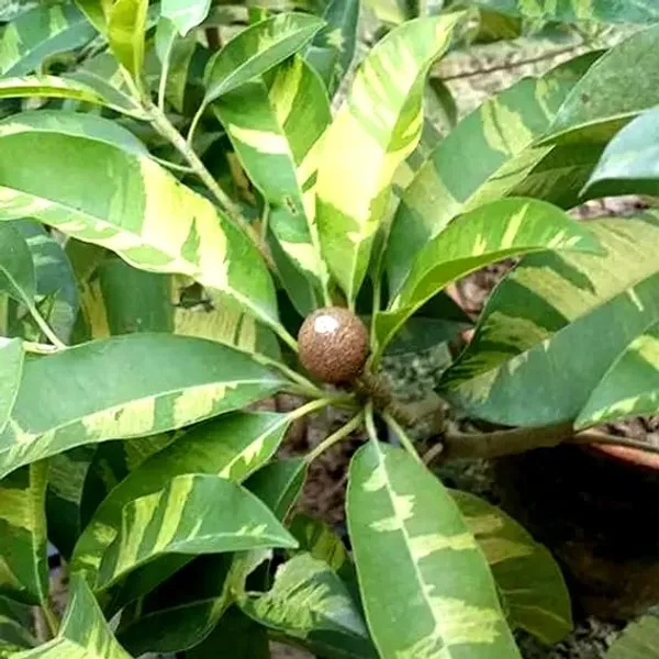 Thai_Variegated_Chikoo_Chiku_Sapota_Sweet_Pouteria_Plant_(Grafted_)_(Pack_of_1)