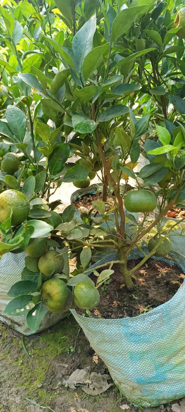 sleet_kamla_orange_plant_(Grafted)_Pack_Of_1_Original_Verity_Hight_1.5-2.5_feet