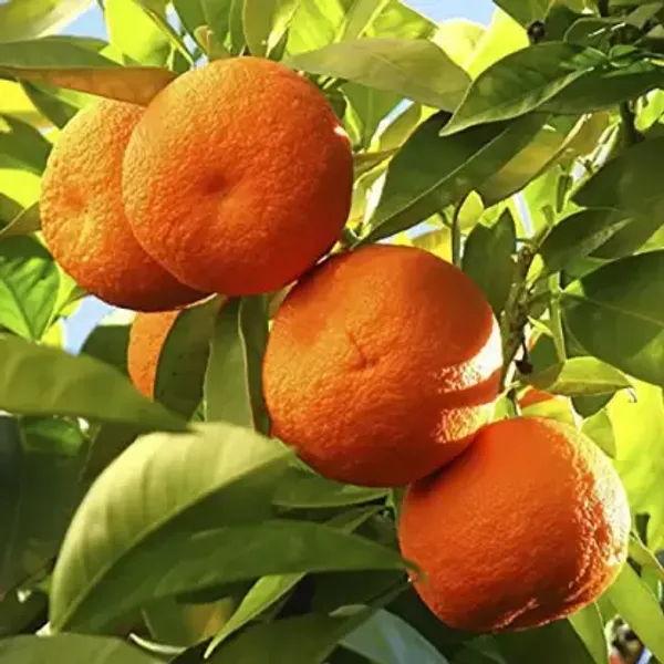 sleet_kamla_orange_plant_(Grafted)_Pack_Of_1_Original_Verity_Hight_1.5-2.5_feet