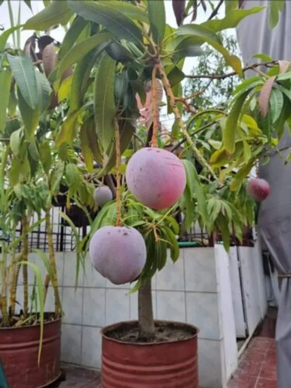 Suvarna_Rakha_Dwarf_Variety_(Air_Layering)_Mango_Fruit_1.5-3.5_Ft_Plant_&_Tree_For_Home_Gardening,_Original_Suvarna_Rakha_Mango_Plant_Limited_Stock,_Plant_Age:_1.5_Years_(Hybrid,_Pack_Of_1)