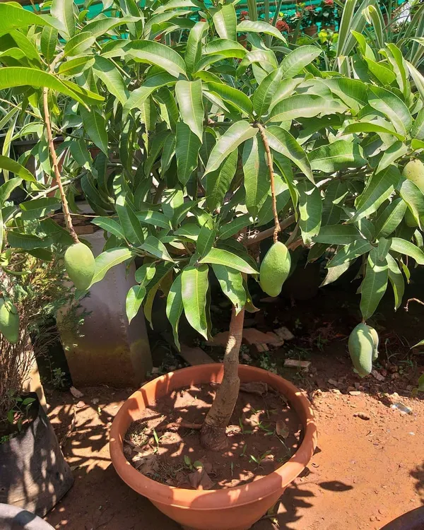 Suvarna_Rakha_Dwarf_Variety_(Air_Layering)_Mango_Fruit_1.5-3.5_Ft_Plant_&_Tree_For_Home_Gardening,_Original_Suvarna_Rakha_Mango_Plant_Limited_Stock,_Plant_Age:_1.5_Years_(Hybrid,_Pack_Of_1)
