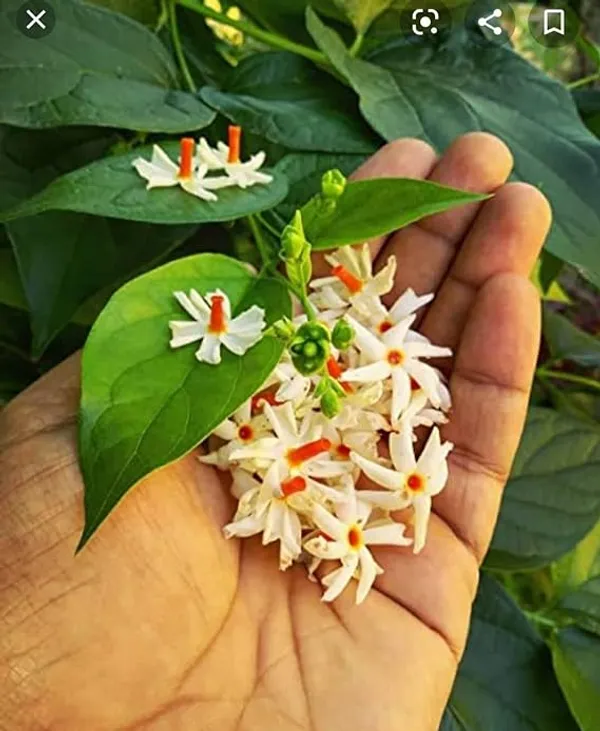 Greenery Nursery Flowering Parijat/Harsingar Plant & Tree | All Time 12  Months Tree | Night Flowering Jasmine | Night Queen Highly Fragrant Plant |  Pack of 1 (Hybrid, Pack of 1) Price