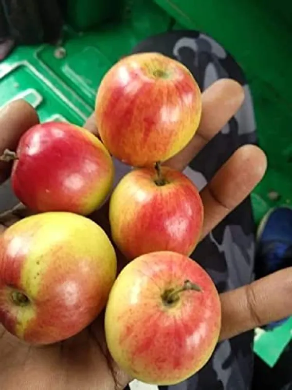 Ball_Sundari_Ber_Apple_Plant_(Grafted)_(Hybrid,_Pack_of_1)