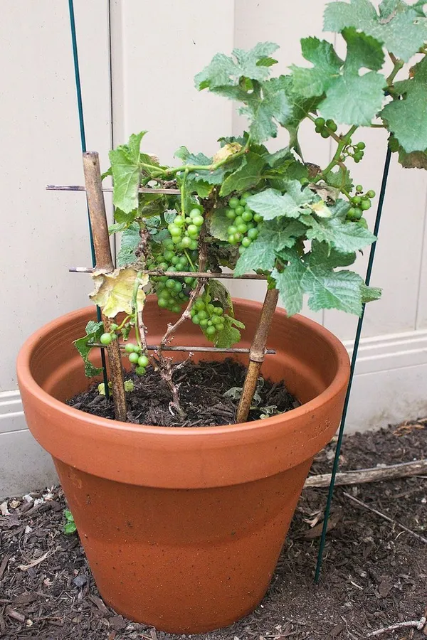 Gapes_Plant_Green_(Hybrid,_Pack_of_1)