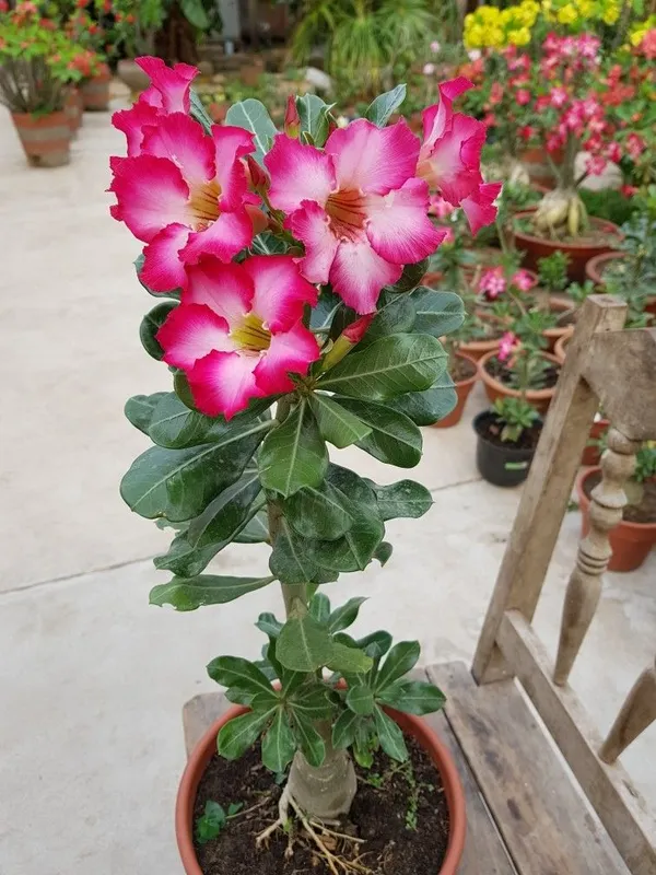 Adenium_(Grafted)_Flower_Plant_For_Home_Gardening_Beautiful_Pink_Adenium_Hybrid_Flower_Plant_(Pack_Of_1)