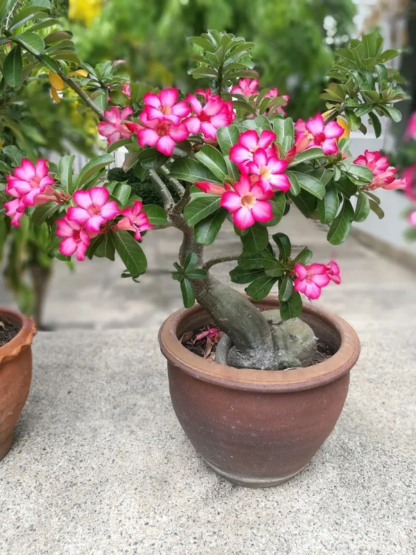 Adenium_(Grafted)_Flower_Plant_For_Home_Gardening_Beautiful_Pink_Adenium_Hybrid_Flower_Plant_(Pack_Of_1)