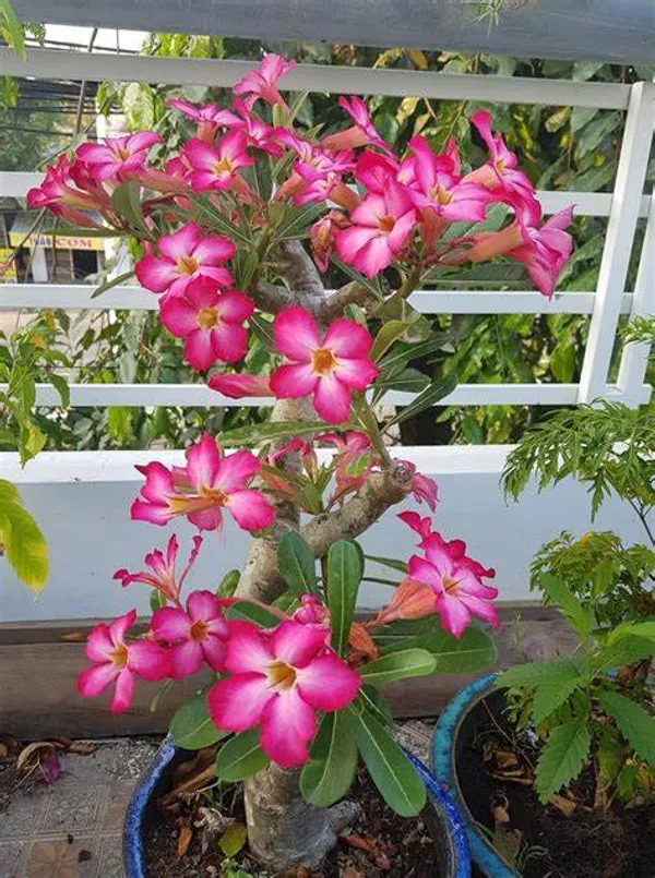 Adenium_(Grafted)_Flower_Plant_For_Home_Gardening_Beautiful_Pink_Adenium_Hybrid_Flower_Plant_(Pack_Of_1)