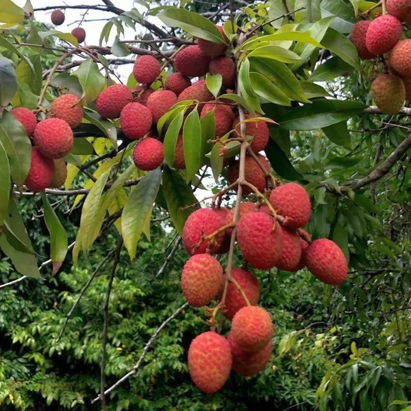 Litchi_(Shahi,Muzaffarpur)_Hybrid_Fruit_Plant_&_Tree_(1.5-3.5_Ft_Hight)_For_Home_Gardening_(Pack_Of_1,_Grafted_Plant)