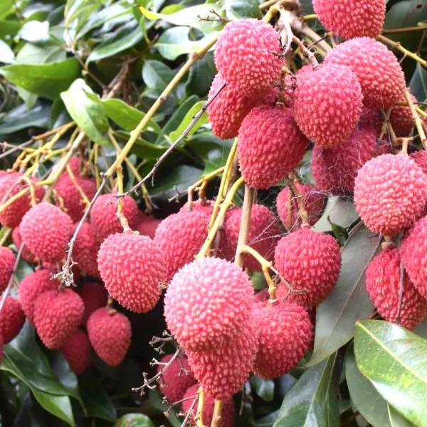 Litchi_(Shahi,Muzaffarpur)_Hybrid_Fruit_Plant_&_Tree_(1.5-3.5_Ft_Hight)_For_Home_Gardening_(Pack_Of_1,_Grafted_Plant)