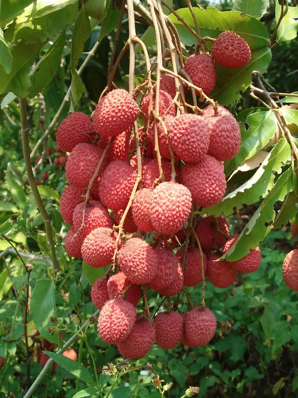 Litchi_(Shahi,Muzaffarpur)_Hybrid_Fruit_Plant_&_Tree_(1.5-3.5_Ft_Hight)_For_Home_Gardening_(Pack_Of_1,_Grafted_Plant)
