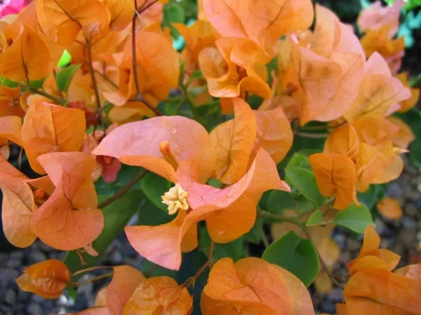 Bougainvillea_(Orange)_Flowering__Plant_&_Tree_For_Shrub/Home_Gardening_(Pack_Of_1)