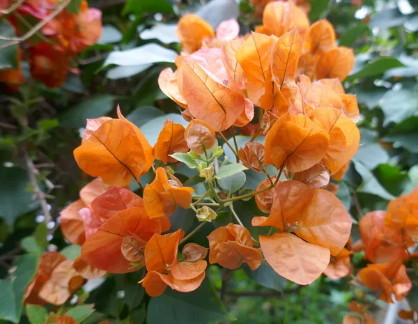 Bougainvillea_(Orange)_Flowering__Plant_&_Tree_For_Shrub/Home_Gardening_(Pack_Of_1)