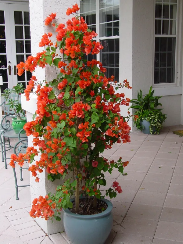 Bougainvillea_(Orange)_Flowering__Plant_&_Tree_For_Shrub/Home_Gardening_(Pack_Of_1)