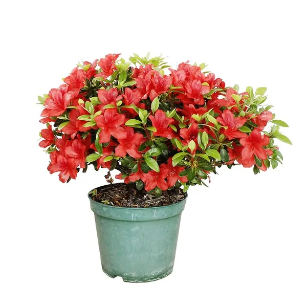 Red_Azalea_Flowering__Plant_For_Shrub/Bush/Home_Gardening_Beautiful_Azalea_Flower_Outdoor_Plant_(Pack_Of_1)