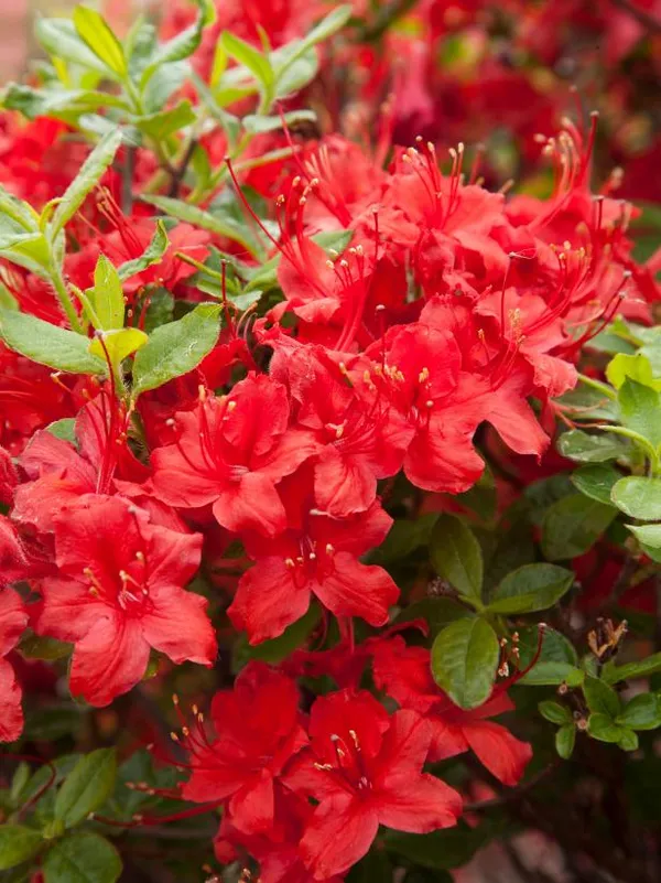 Red_Azalea_Flowering__Plant_For_Shrub/Bush/Home_Gardening_Beautiful_Azalea_Flower_Outdoor_Plant_(Pack_Of_1)