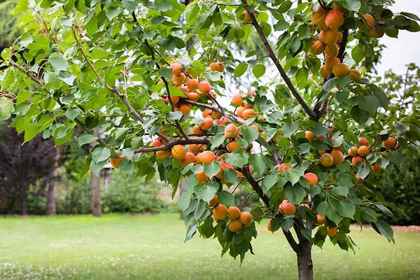 Golden_Apricot_Plant_|_Grafted_and_Hybrid_Plants