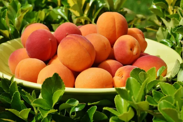 Golden_Apricot_Plant_|_Grafted_and_Hybrid_Plants