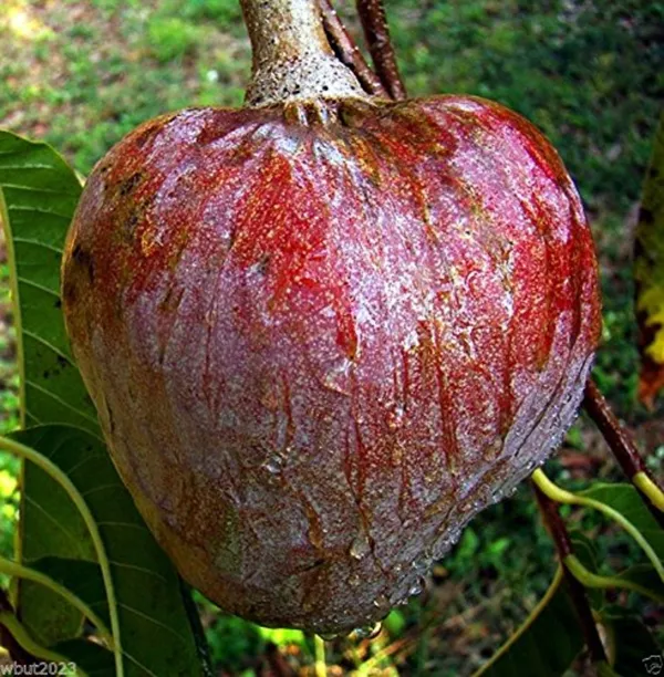 Custard_Apple_Plant_|_Grafted_and_Hybrid_Plants