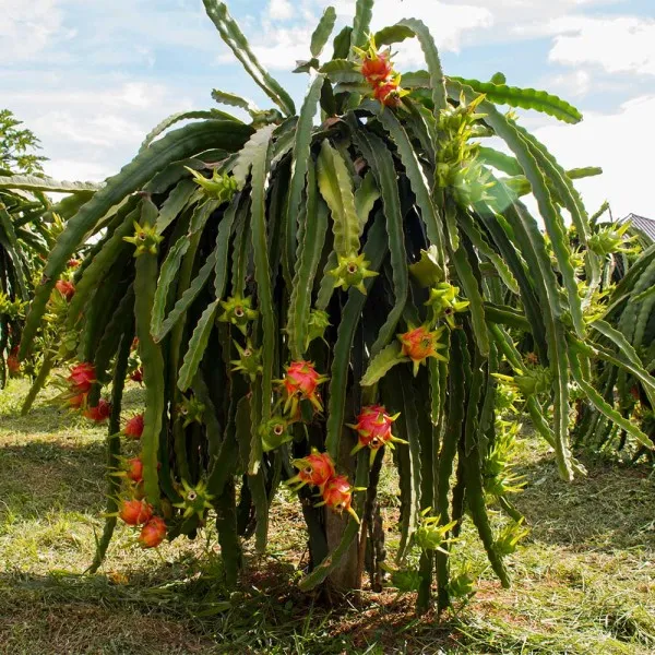 Dragon_Fruit_Red_|_Grafted_and_Hybrid_Plants