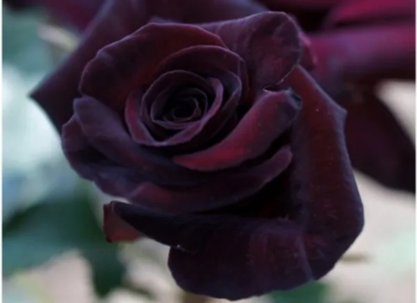 Black_Lady_Rose