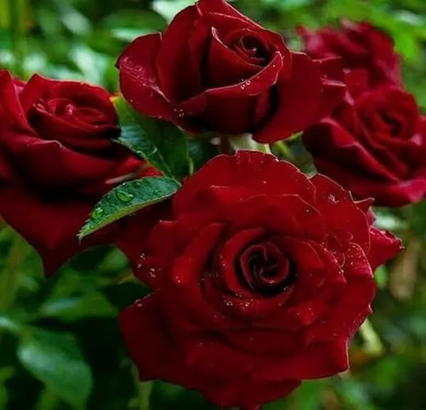 Black_Lady_Rose