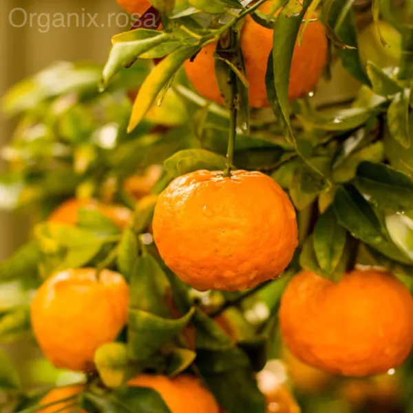 Chinese_Orange_|_Grafted_and_Hybrid_Plants
