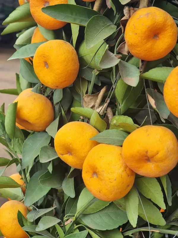 Chinese_Orange_|_Grafted_and_Hybrid_Plants