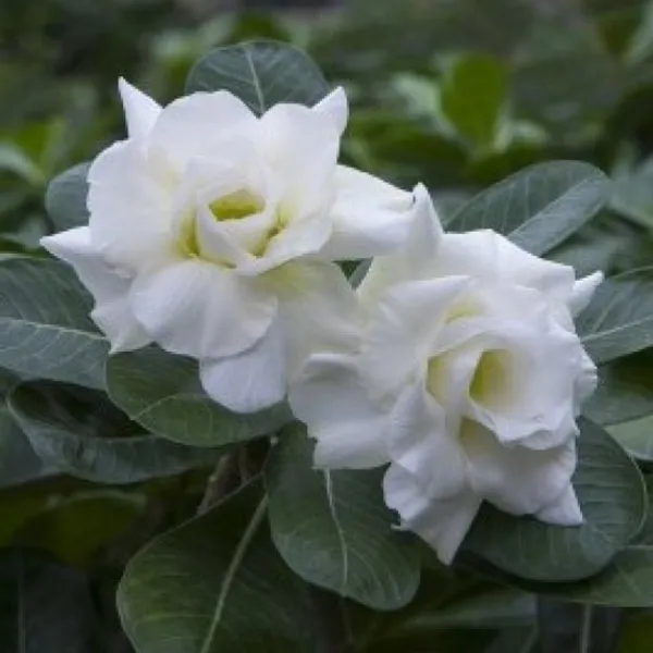 Rossy_Addenium_White