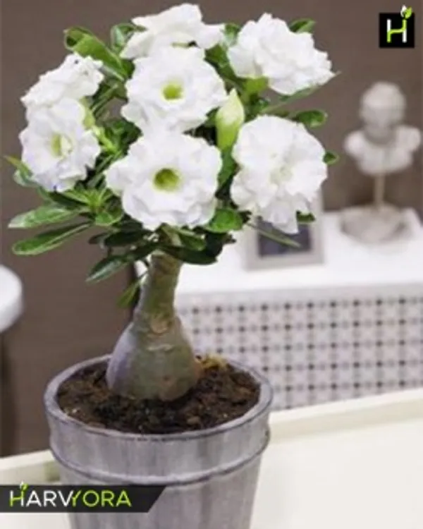 Rossy_Addenium_White