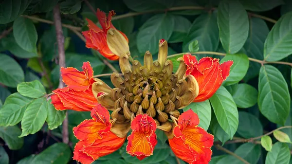 African_Tulip