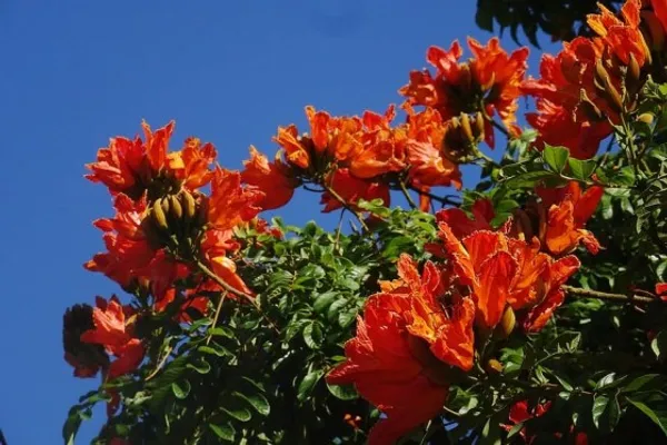 African_Tulip