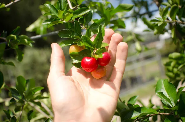 Barbados_Cherry_Plant_|_Grafted_and_Hybrid_Plants