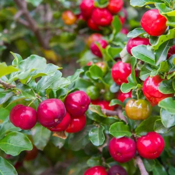 Barbados_Cherry_Plant_|_Grafted_and_Hybrid_Plants