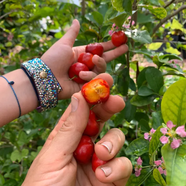 Barbados_Cherry_Plant_|_Grafted_and_Hybrid_Plants