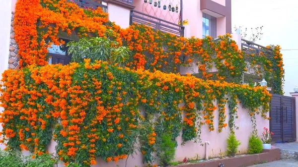 Flame_Vine_Crepper