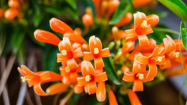 Flame_Vine_Crepper
