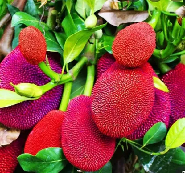 Red_Jackfruit_Plant_|_Grafted_and_Hybrid_Plants