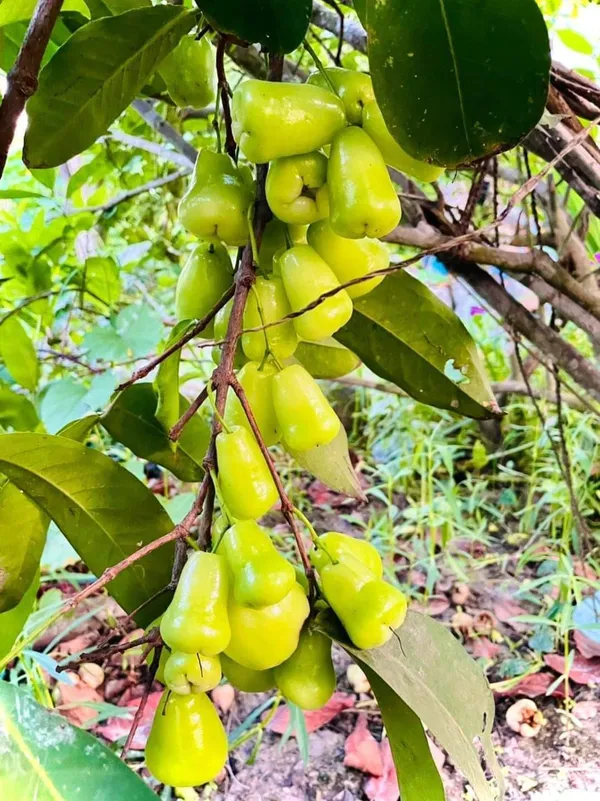 Thai_Green_Water_Apple_|_Grafted_and_Hybrid_Plants